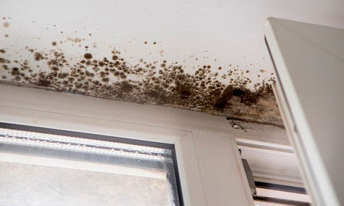 mold and mildew